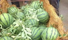 海宁吃瓜爆料公司电话,电话号码背后的秘密